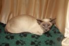 SUPREME KITTEN 2014,<br />KALISTE UDELE